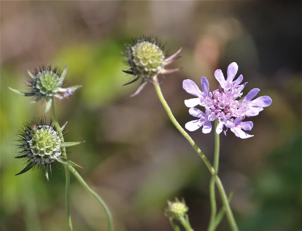Tauben-Skabiose in Blüte mit Knospen