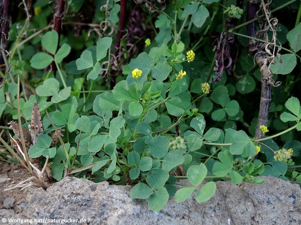 Hopfenklee mit gelben Blüten am Steinrand