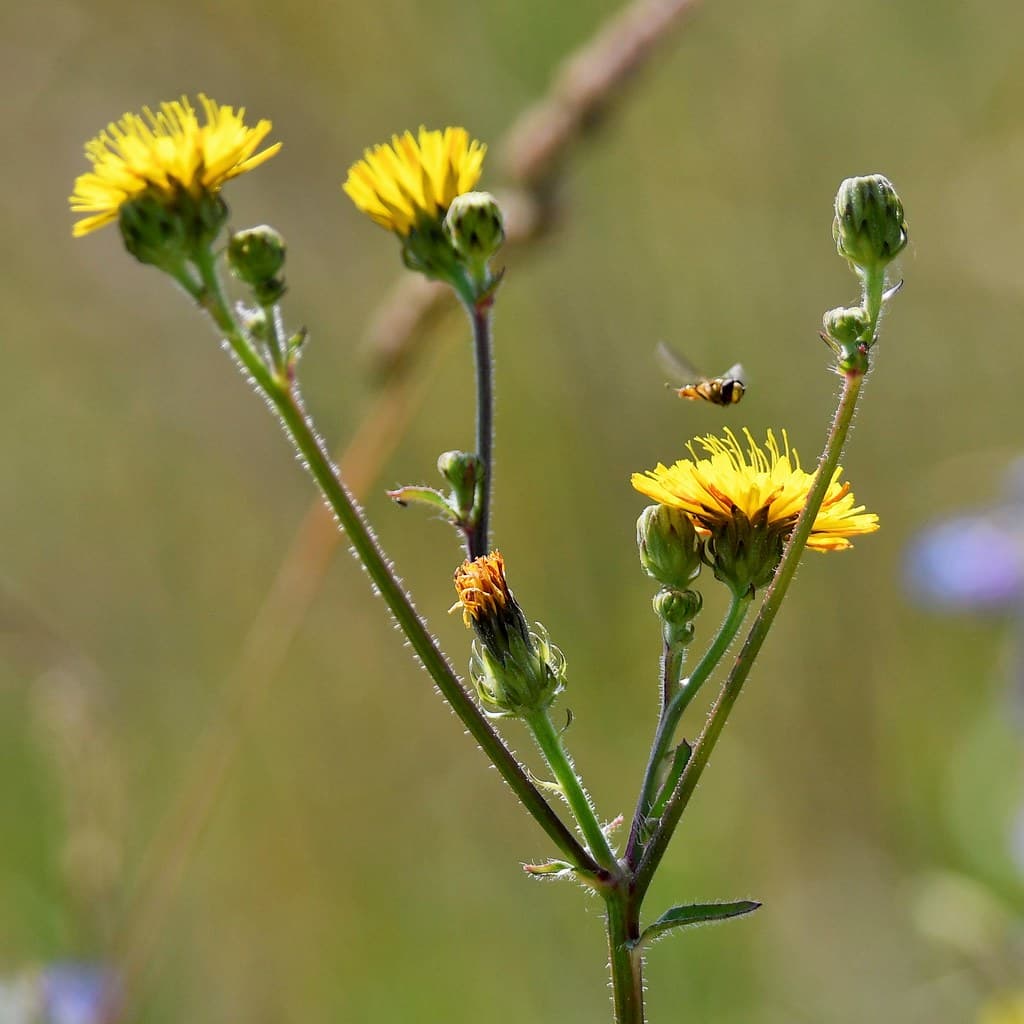 Doldiges Habichtskraut mit Blüten und Biene