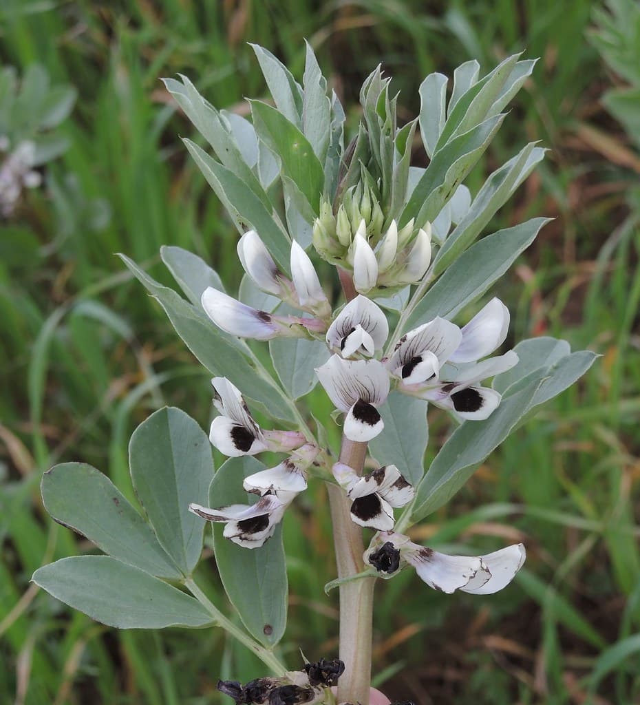 Ackerbohne mit weißen Blüten und schwarzen Flecken