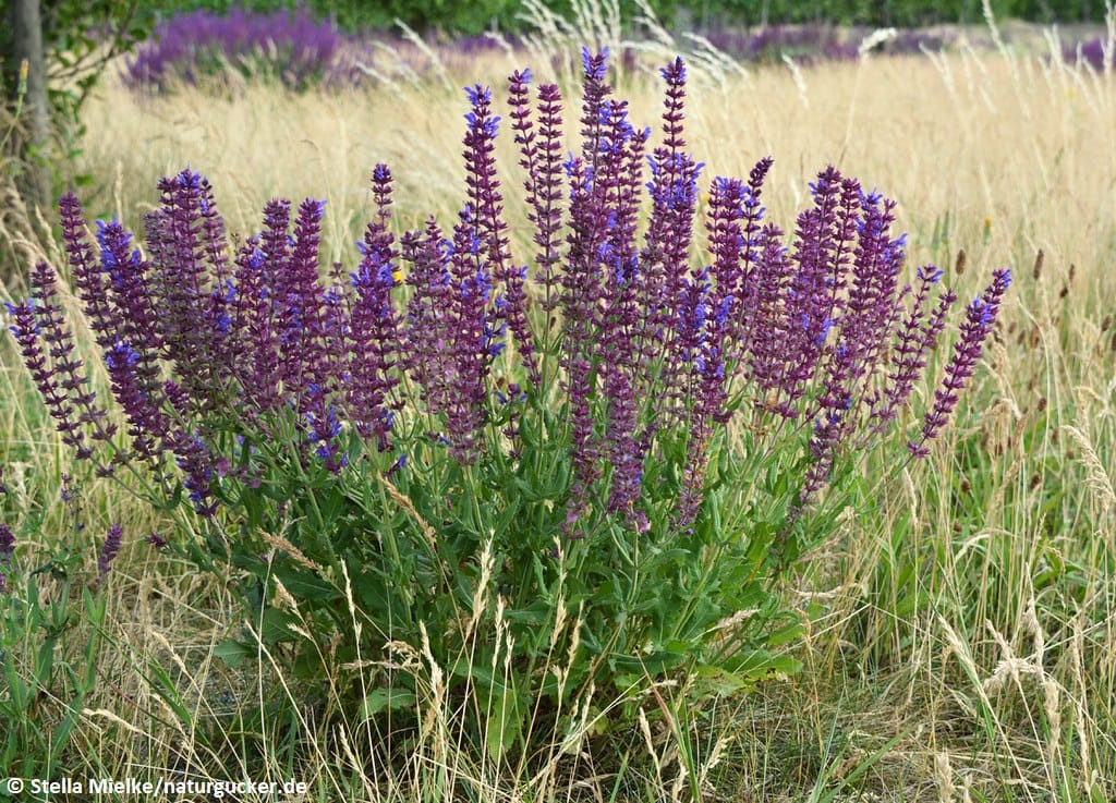 Hainsalbei in voller Blüte im Sommerhabitat