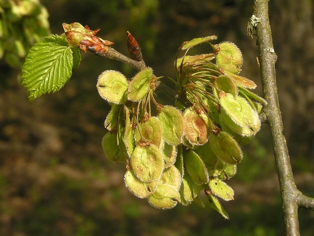 Flatterulme Frucht