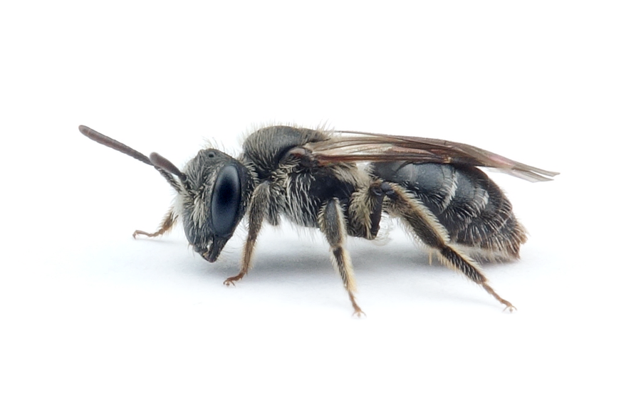 Andrena falsifica