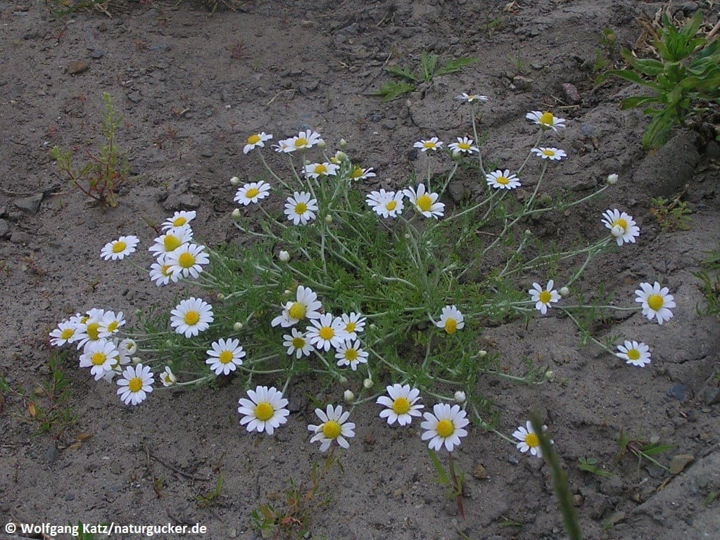 Acker-Hundskamille mit weißen Blüten im Frühjahr