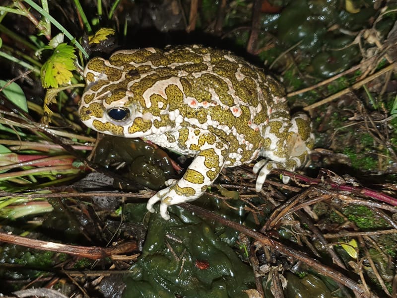 Wechselkröte auf Ästen und Blättern