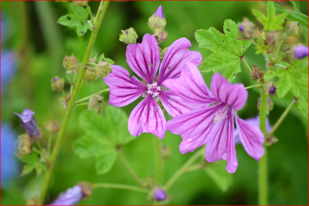 Wilde Malve blüht mit violetten Blüten
