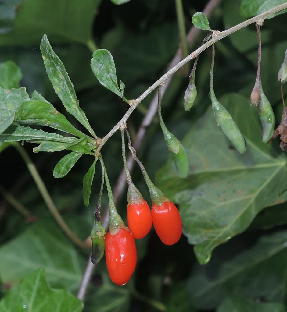 Gemeiner Bocksdorn Frucht