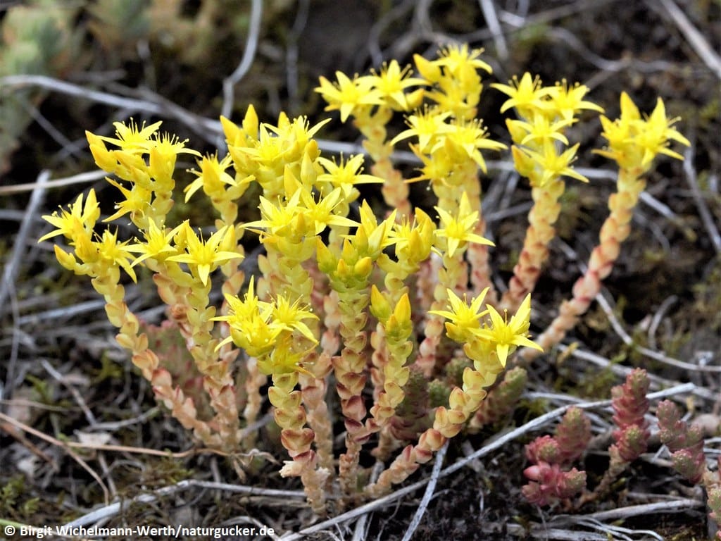 Scharfer Mauerpfeffer in voller Blüte mit gelben Blütensternen