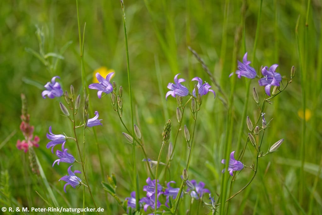 Wiesen-Glockenblume mit Biene beim Blütenbesuch