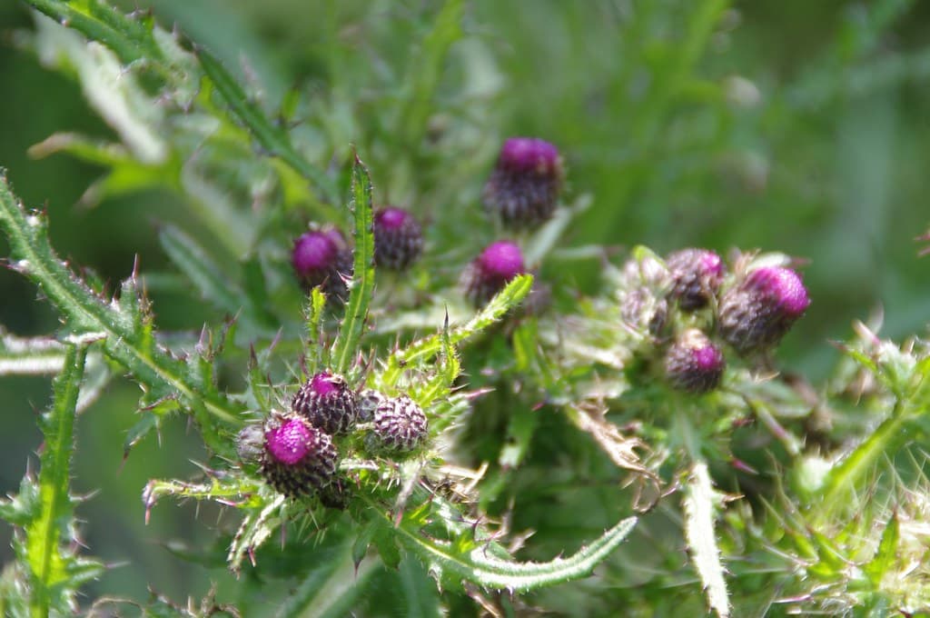 Sumpf-Kratzdistel mit violetten Blütenköpfen
