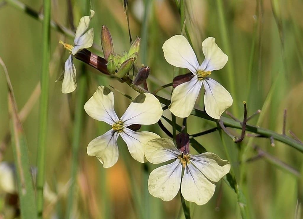 Öl-Rauke mit weißen Blüten und Insektenbesuch