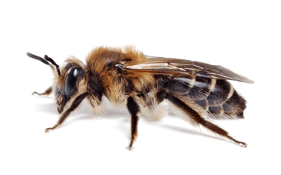Bärtige Sandbiene Andrena barbilabris Nahaufnahme