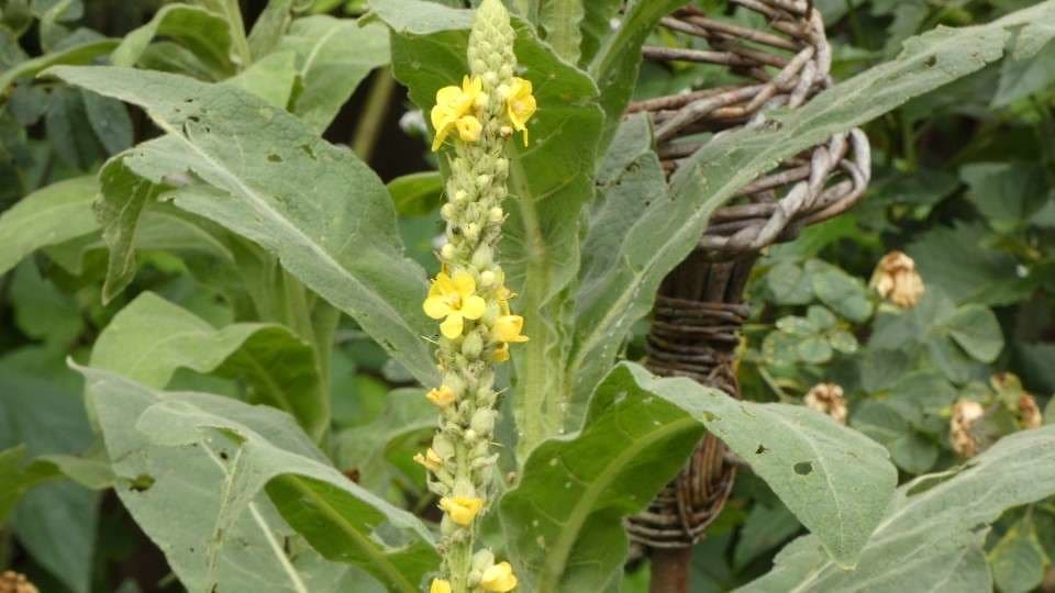 Kleinblütige Königskerze mit gelben Blüten