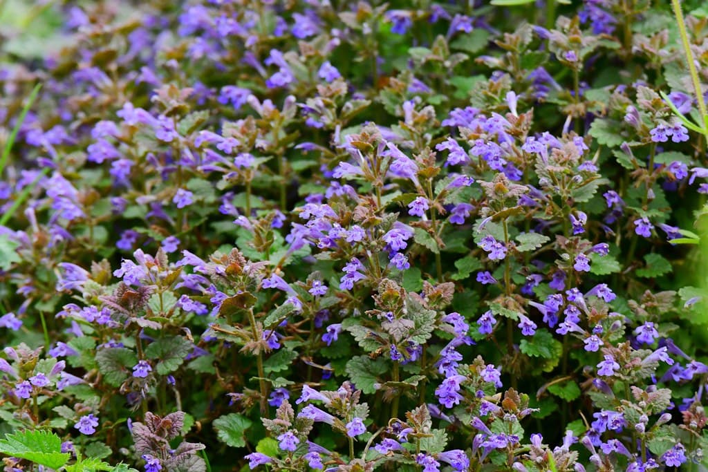 Gundermann in voller Blüte mit violetten Blüten