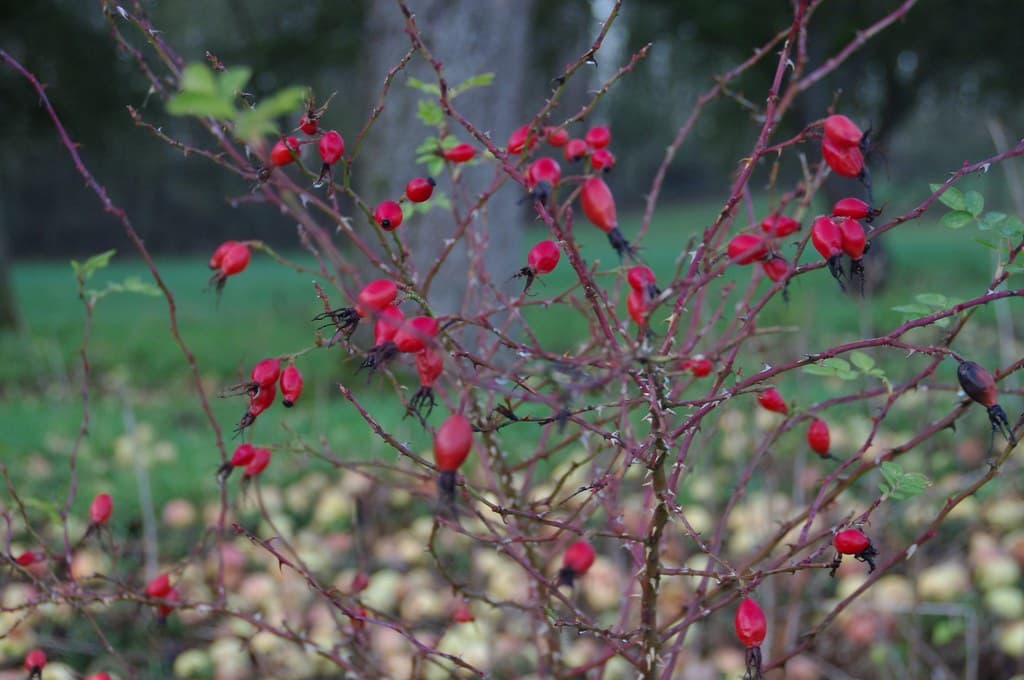 Weinrose Habitus