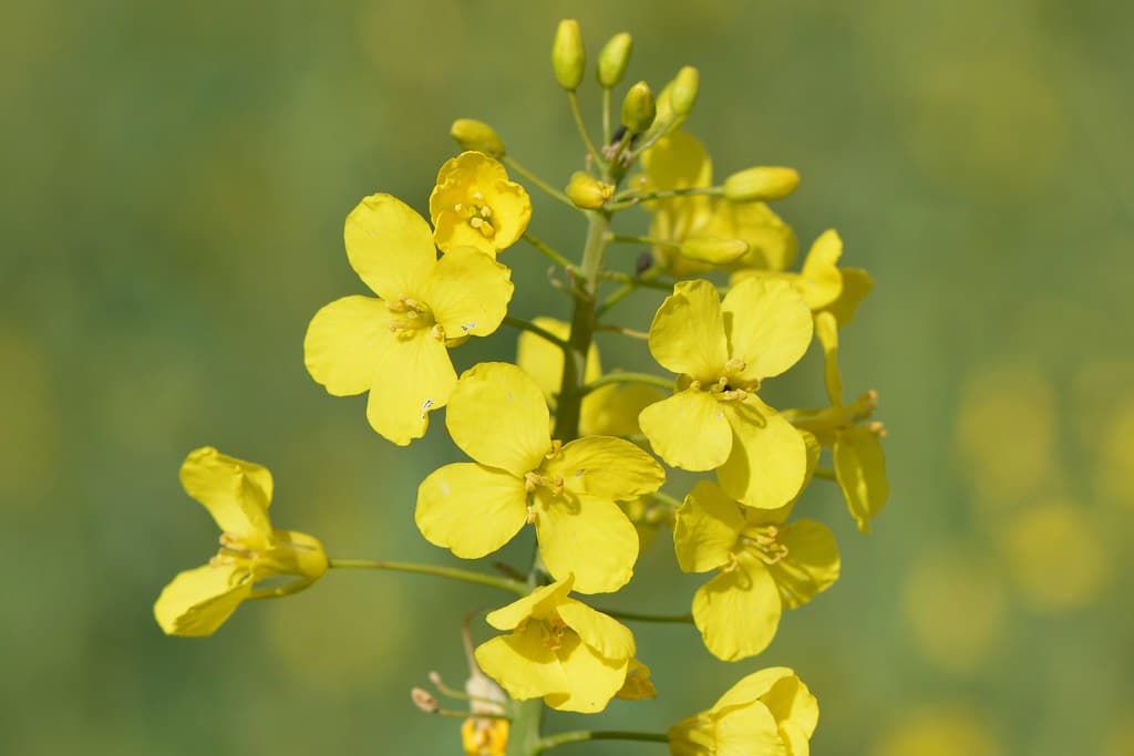 Raps in Blüte - Gelbe Blütentrauben