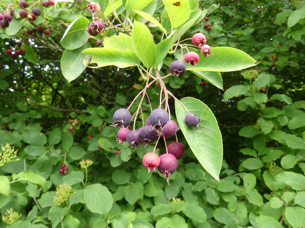 Kupfer Felsenbirne Frucht