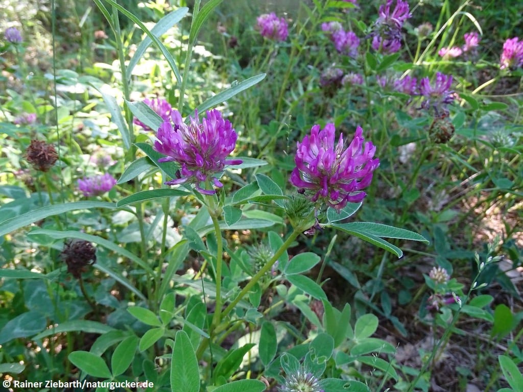Mittlerer Klee mit violetten Blütenköpfen im Habitat