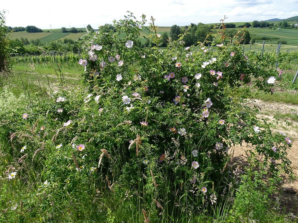 Hundsrose in voller Blüte im Sommerhabitat