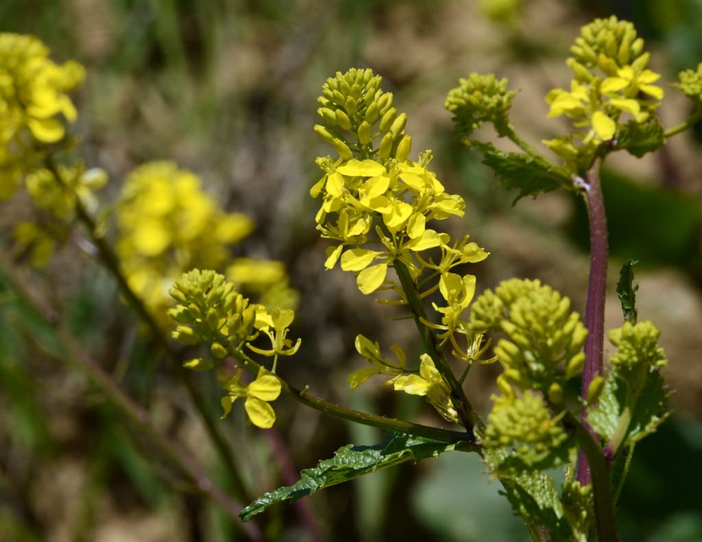 Acker-Senf in voller Blüte mit gelben Blütenständen