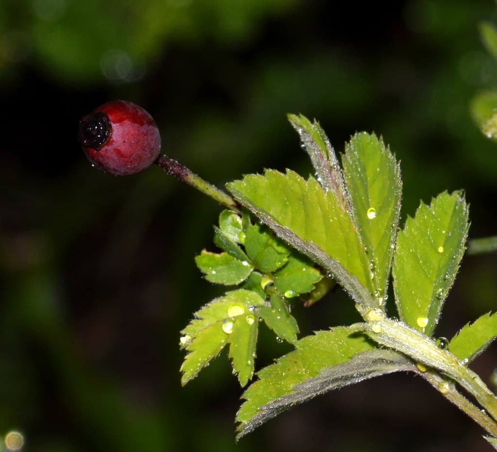 Feld Rose Frucht