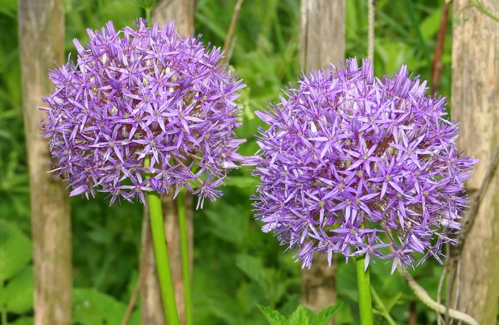 Riesen-Lauch mit kugelförmigen violetten Blütenständen