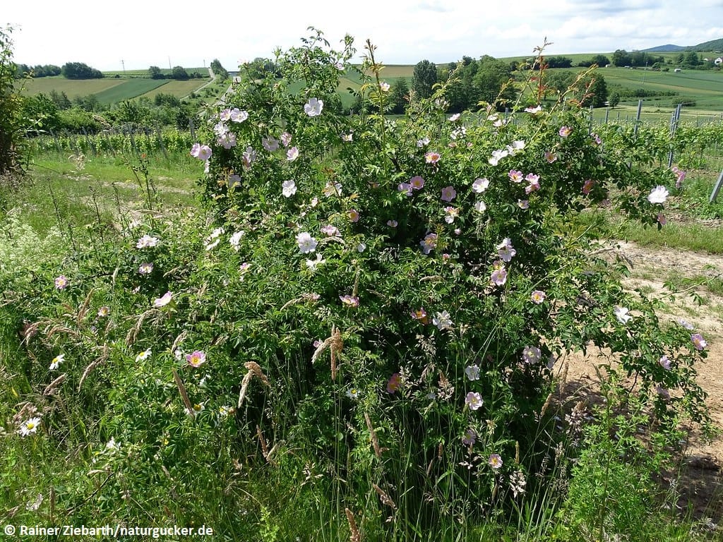 Hecken-Rose in voller Blüte im Grünland