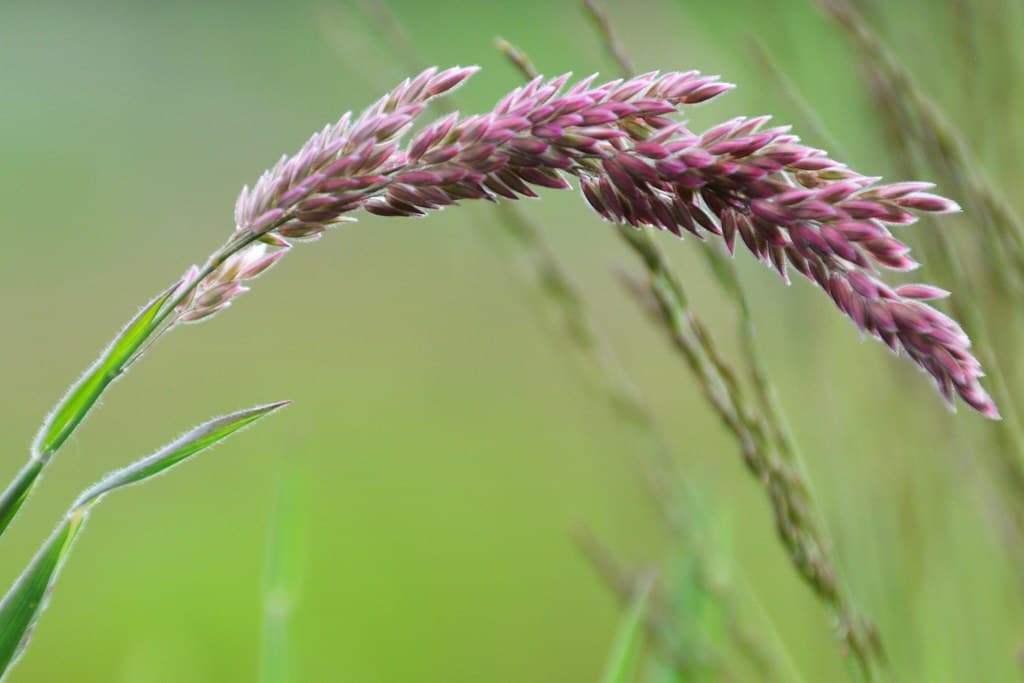 Wolliges Honiggras mit purpurroten Blütenähren