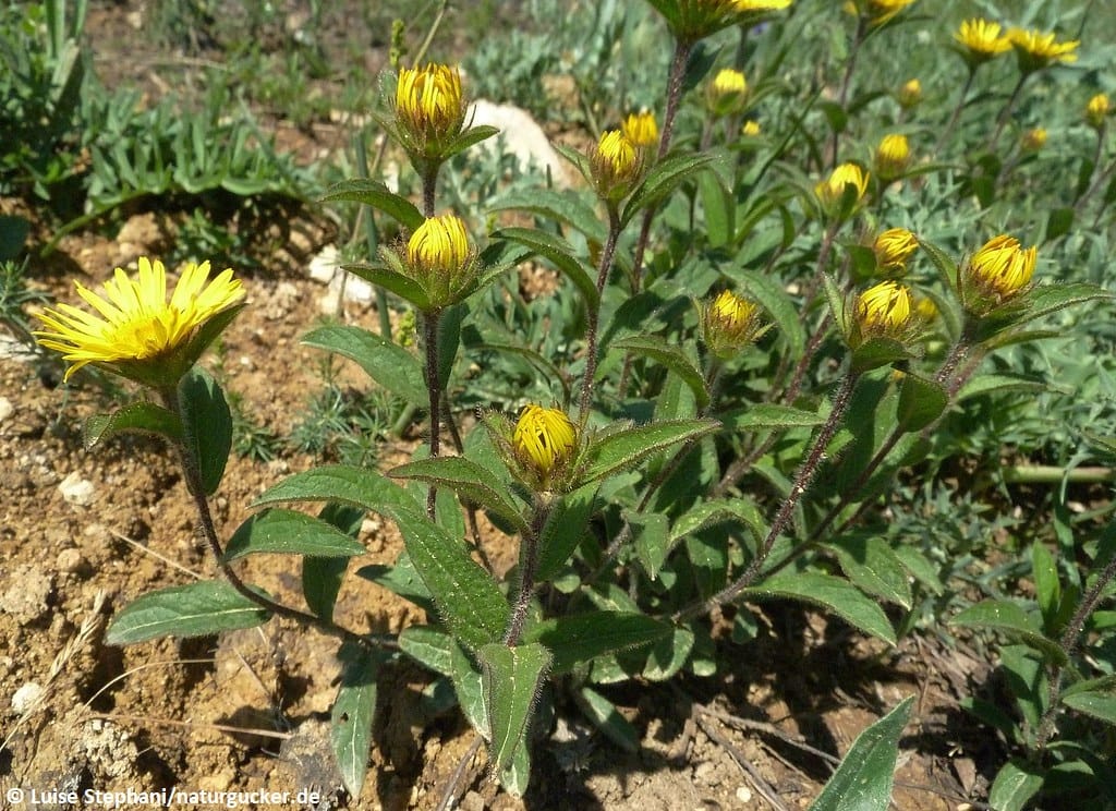 Rauer Alant mit gelben Blüten im Habitat