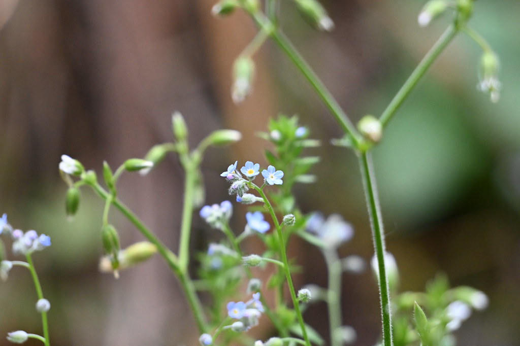 Myosotis Arvensis