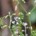 Acker-Vergissmeinnicht