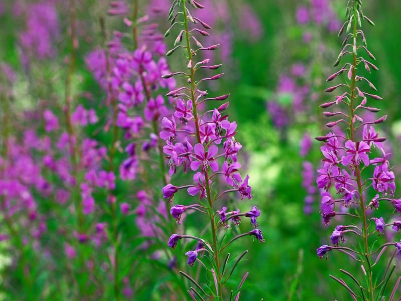 Schmalblättriges Weidenröschen in voller Blüte