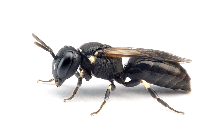 Hylaeus Dilatatus