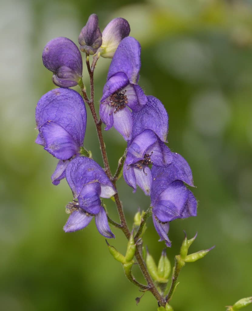Blauer Eisenhut Bluete