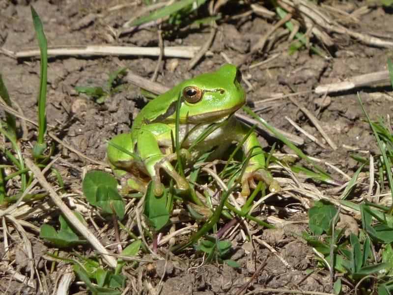 Europäischer Laubfrosch auf Blatt im Habitat