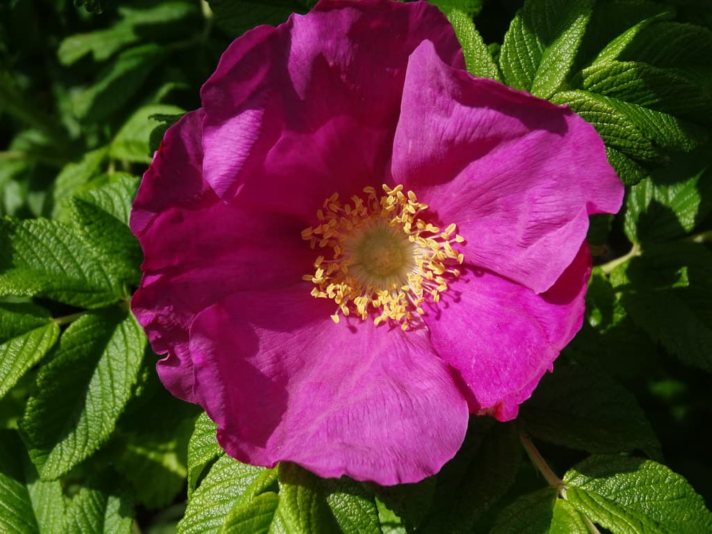 Kartoffel-Rose mit magentafarbenem Blütenkelch