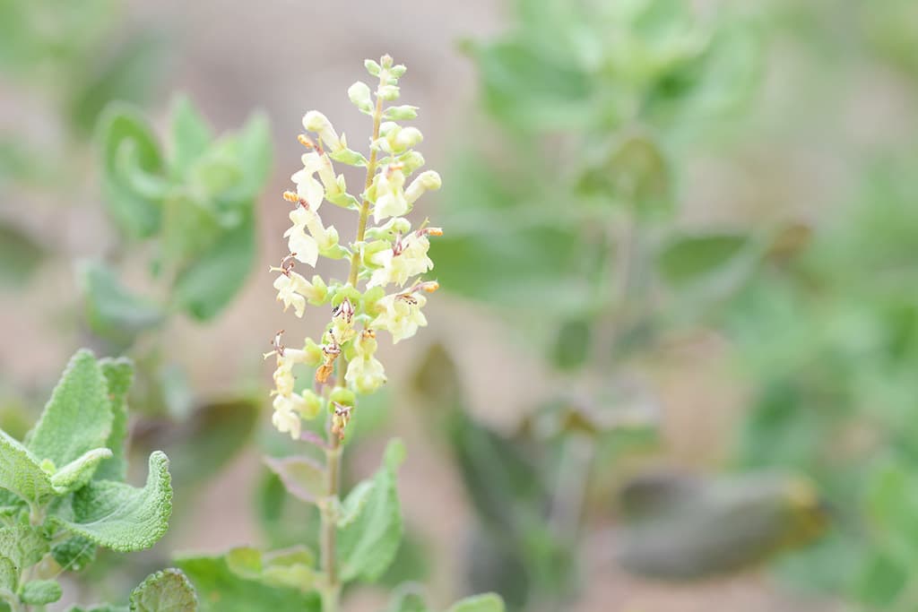 Salbei-Gamander mit gelben Blüten in Nahaufnahme