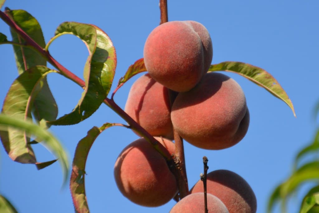 Pfirsich Frucht