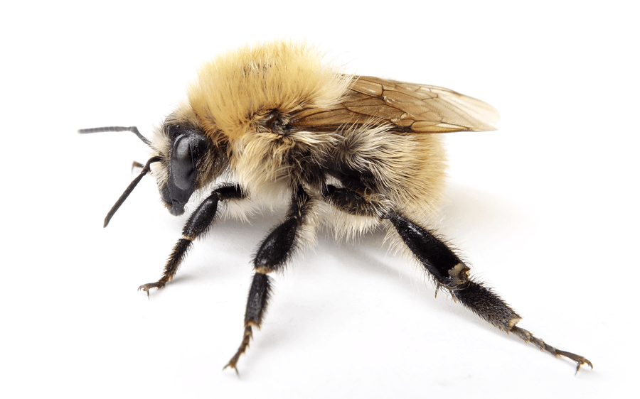 Bombus Humilis