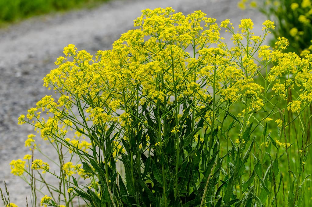 Orientalisches Zackenschötchen in voller Blüte