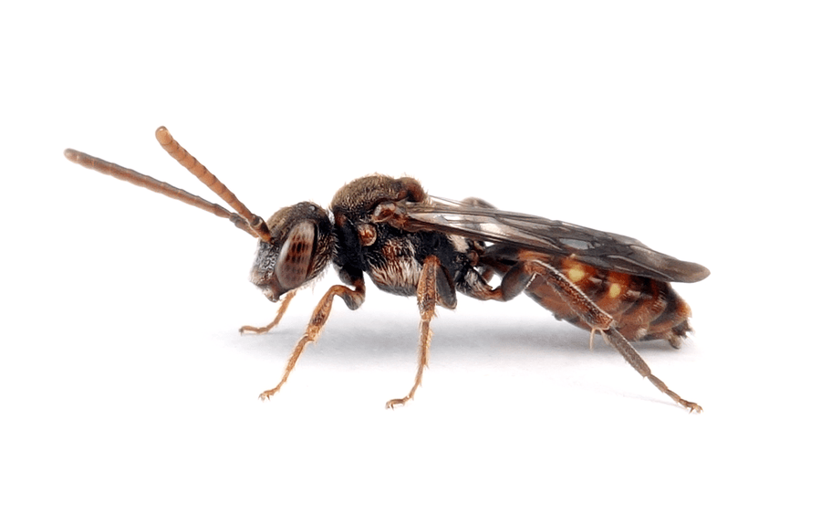 Nomada Flavoguttata
