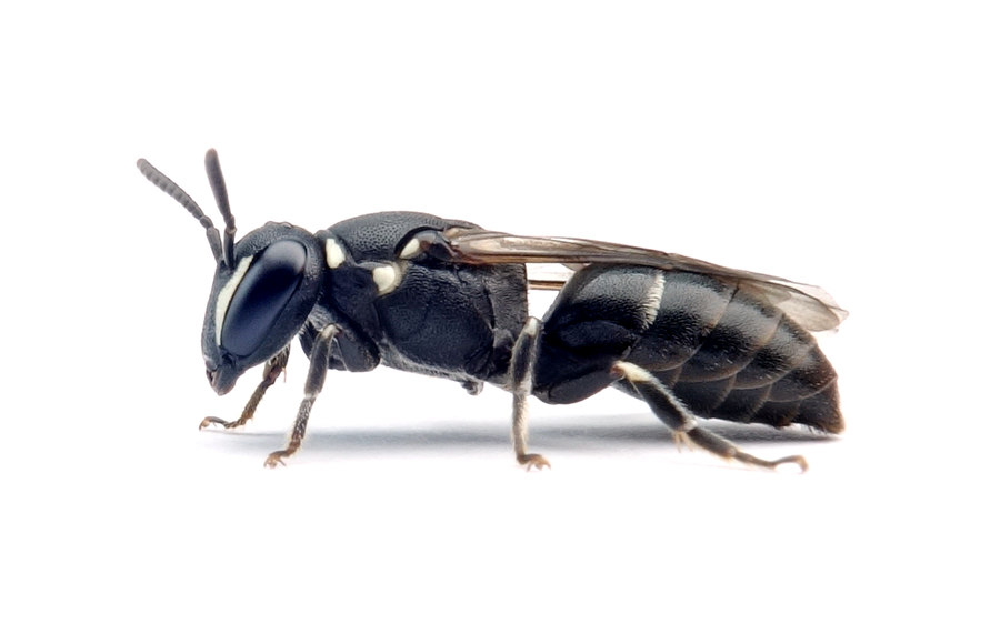 Hylaeus punctulatissimus
