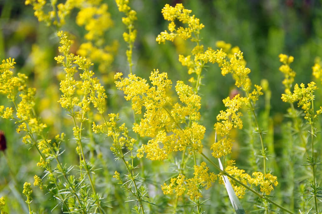 Echtes Labkraut blüht gelb im Sommer
