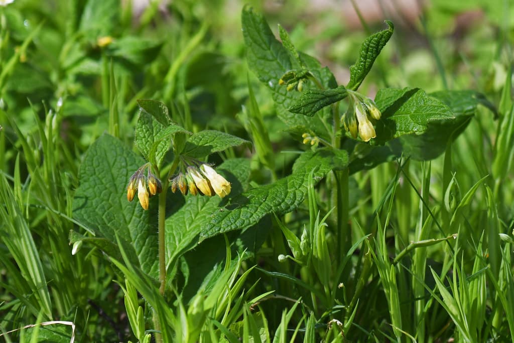 Knoten-Beinwell mit nickenden Blüten im Gras