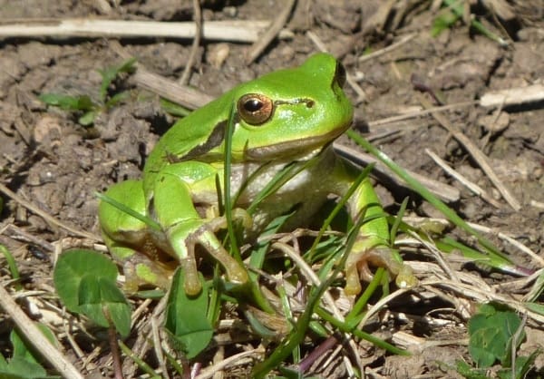 Amphibien