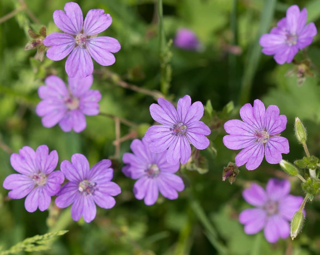 Pyrenäen-Storchschnabel mit violetten Blüten