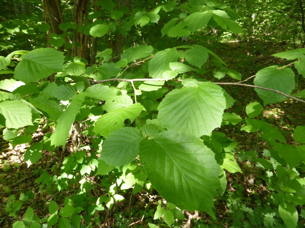 Gemeine Hasel Blatt