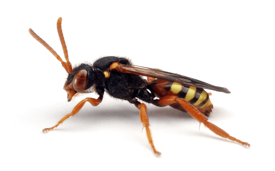 Nomada Bifasciata