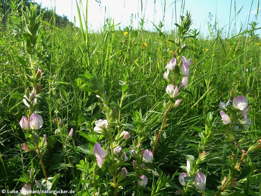 Bockshauhechel blühend in Wildkrautflur