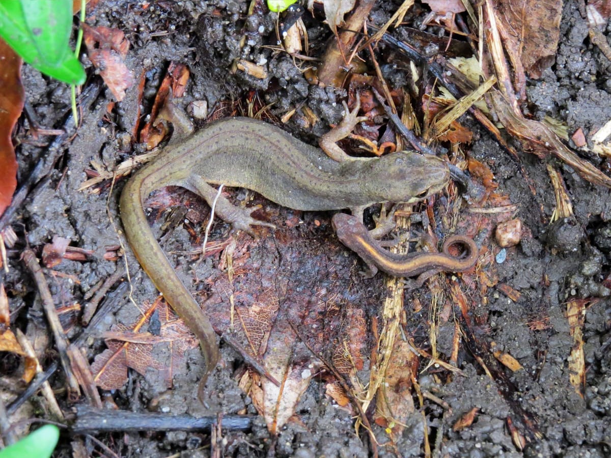 Teichmolch auf feuchtem Waldboden